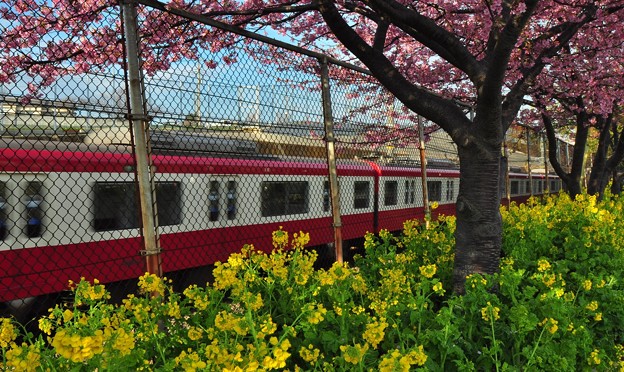 写真: 河津桜と菜の花と電車