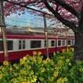 写真: 河津桜と菜の花と電車
