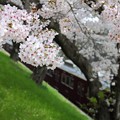 写真: 桜の中のチラッと阪急電車