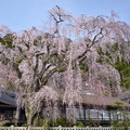 写真: 樹齢400年のしだれ桜　14