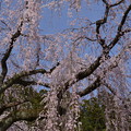 写真: 久遠寺の枝垂れ桜