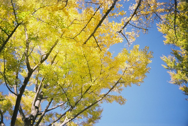 写真: 銀杏の木