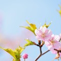写真: 西洋実桜