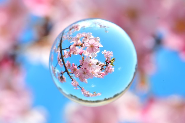 春玉　桜ver