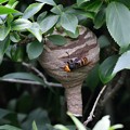 写真: スズメバチと巣