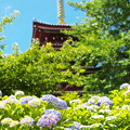 写真: 紫陽花と五重塔