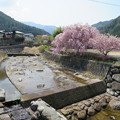 写真: 小さな堰と桜