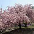 写真: 遅咲桜