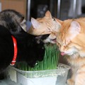 写真: 猫草うまうま♪１