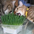 写真: 猫草うまうま♪６