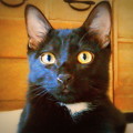写真: 桐箪笥に黒猫。