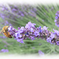 写真: ラベンダーとミツバチ