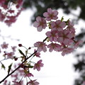 写真: 桜並木2014_2