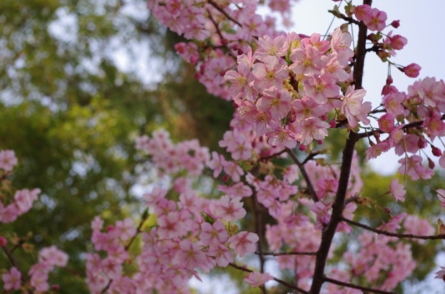 写真: 桜並木2014_4