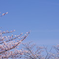 写真: いつか見た、桜のある風景