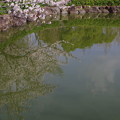写真: 水面に映る桜