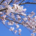 写真: 三月晦日の桜の花